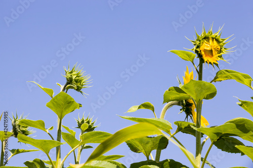 agricultural field where annual sunflowers, bright yellow flowers