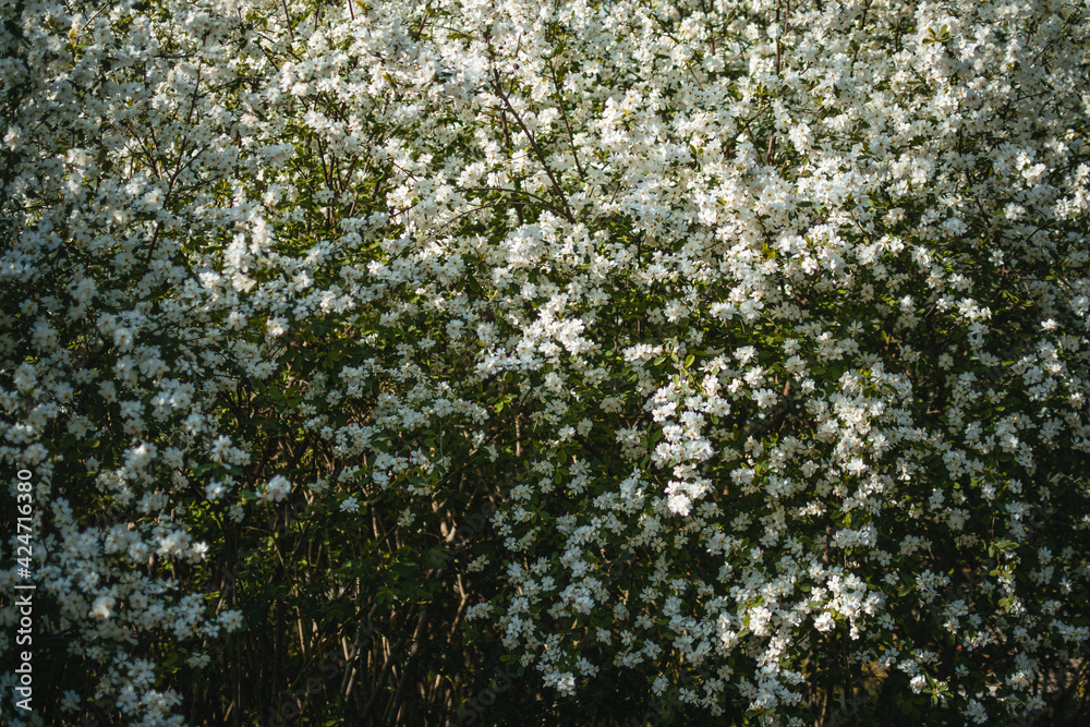 Obraz premium First blossoms in Paris