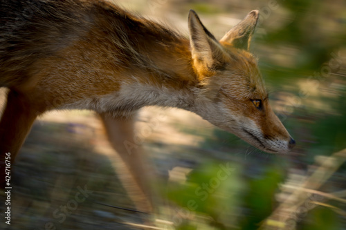 Panning of a wild Fox