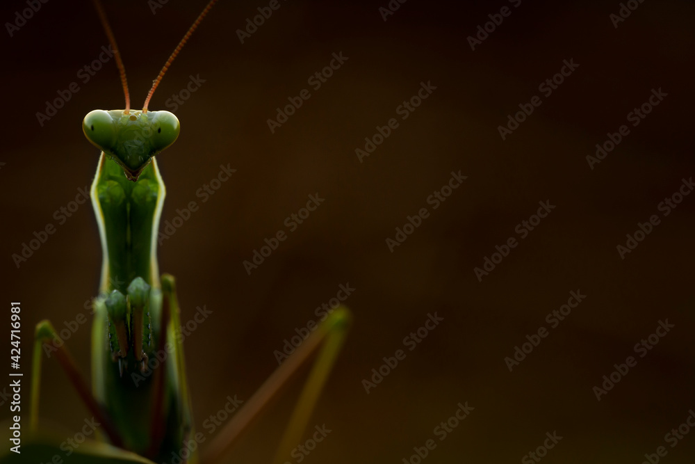 Praying mantis closeup
