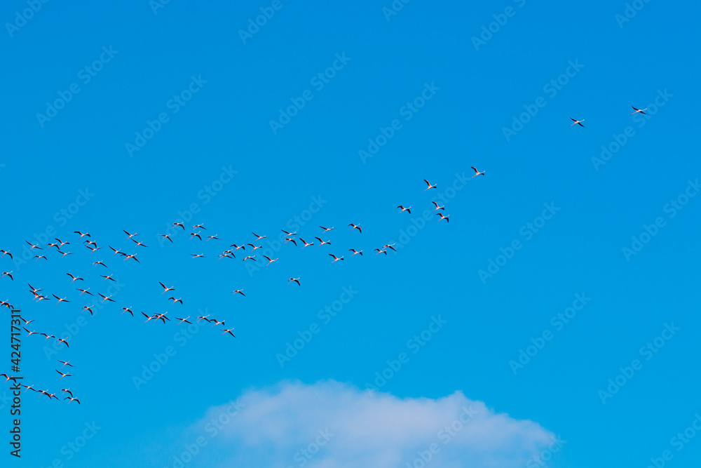 Obraz premium Flamingos in flight 3