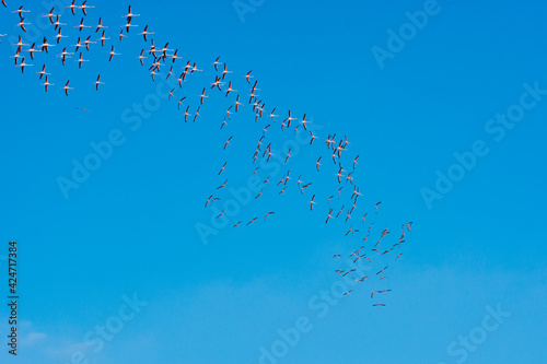 Flamingos in flight 2