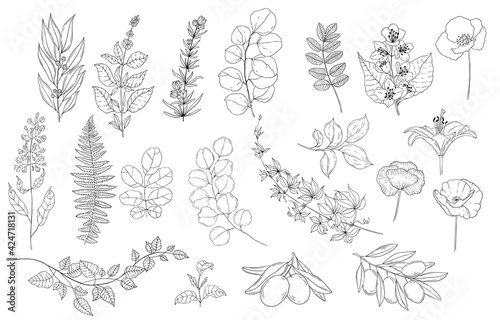 Botanical set of black and white graphic flowers. Floral elements for creating logos and wedding decorations.