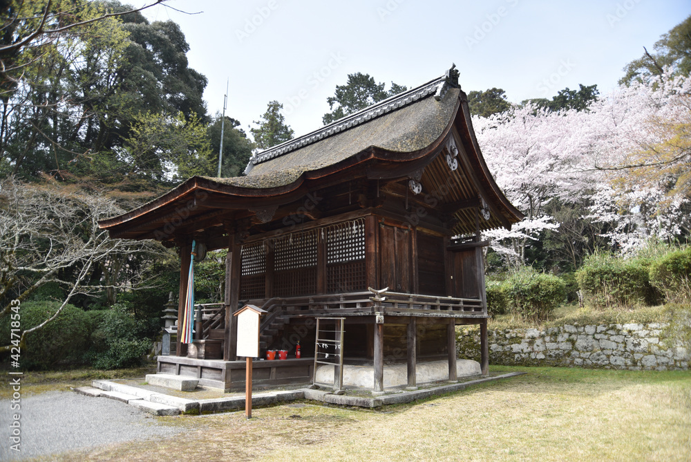 春の三井寺　護法善神堂　滋賀県大津市