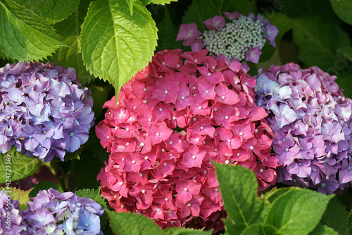 A close-up photo of lacecap hydrangea photo