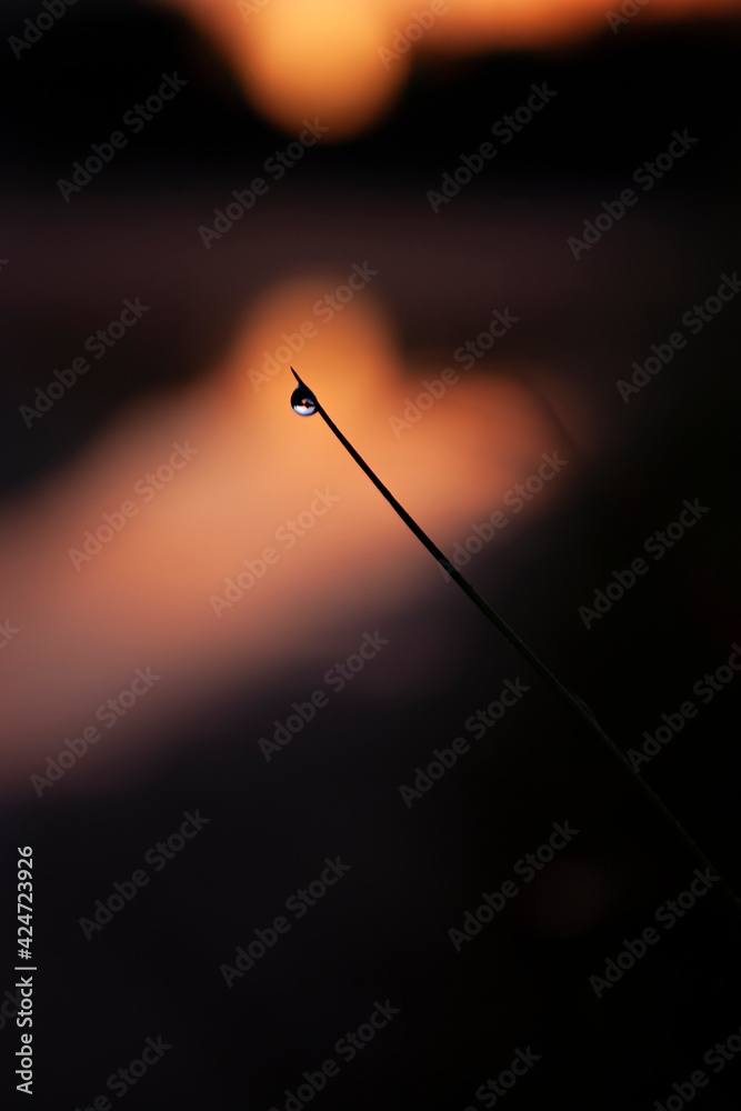 Fototapeta premium Vertical dreamy close-up photography of a single water drop on a tip of long grass against blurred dark background at morning dawn