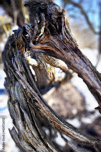 Close-up of the clumsy cracked and twisted tree trunk. Weird tree branch form against a blurred background.