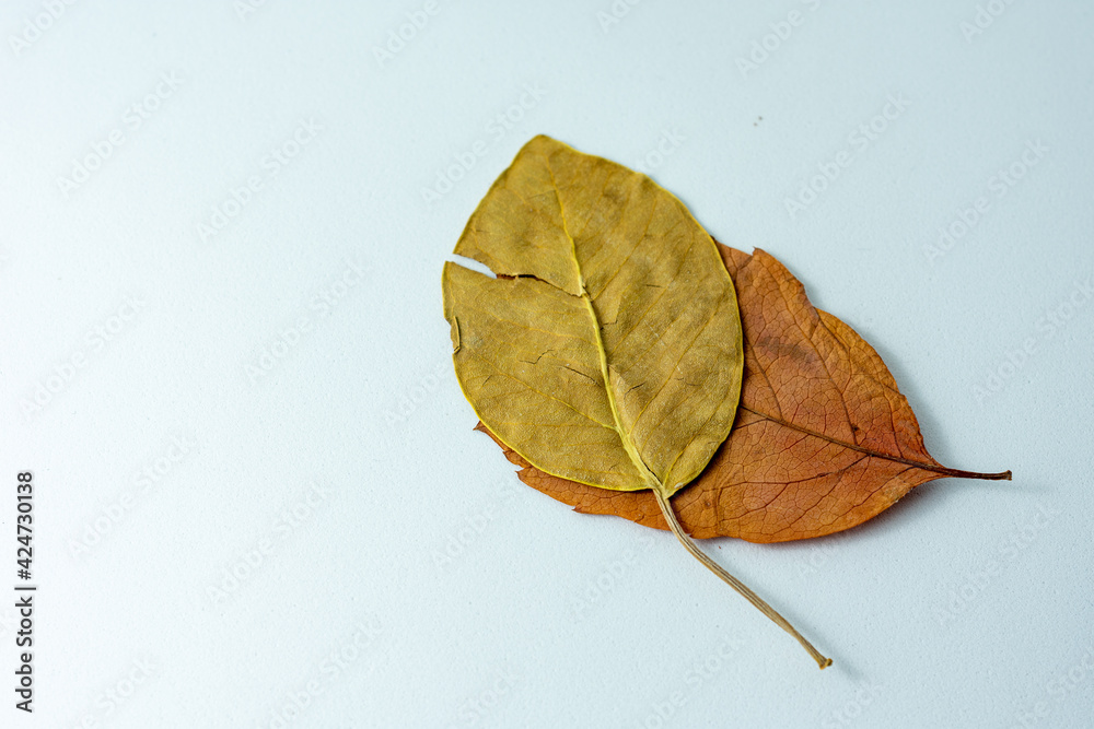 Close up of colorful autumn dried leaves Close up of colorful autumn dried leaves