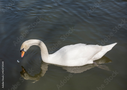 Swan eating food