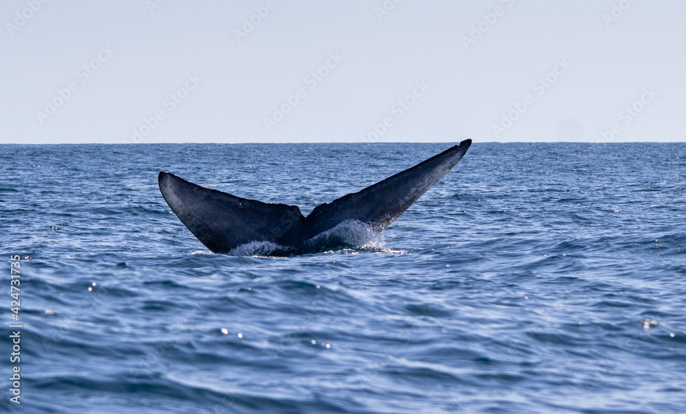 Fototapeta premium Blue whale on the surface of the water, showing fluke at Azores.