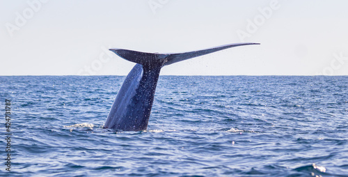 Blue whale on the surface of the water, showing fluke at Azores.