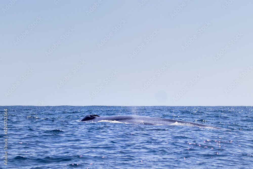 Fototapeta premium dolphin jumping out of water