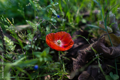 red poppy flower