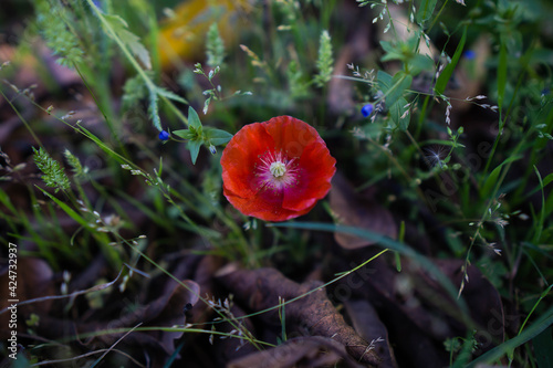 red poppy flower