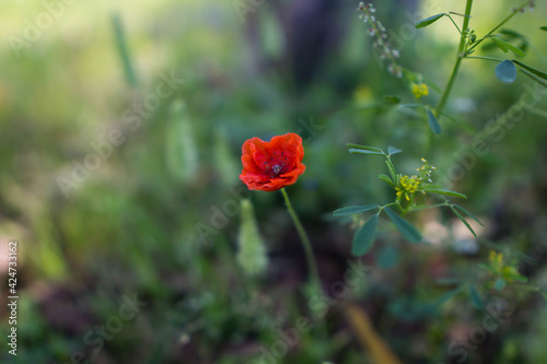 red poppy flower