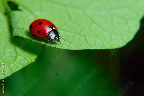 ladybug on leaf revealing nature and insect world. biological pesticide that controls pests.