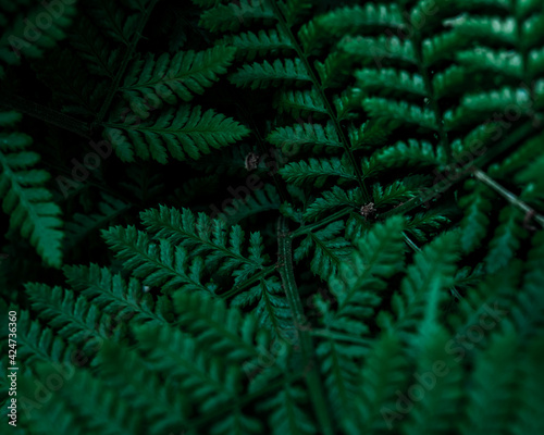 Macrophotography of a fern. Closeup of a green leaf, beautiful nature in tropical climate. Exotic plant. Botanical background.