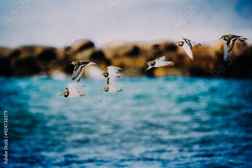 group of birds flying. Group of Steenloper Ruddy Turnstone. selective focus. photo