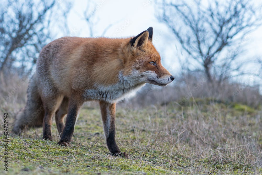 Fototapeta premium A beautiful old red fox with scars on its nose, photographed in the dunes of the Netherlands.