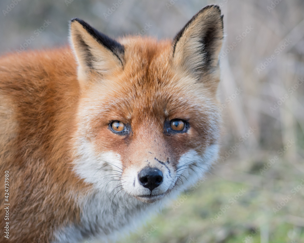 A close up of a beautiful old red fox with scars on its nose, photographed in the dunes of the Netherlands.