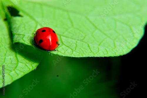 ladybug on leaf revealing nature and insect world. biological pesticide that controls pests.