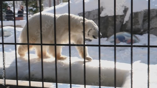 Polar bear at Asahiyama, Hokkaido, Japan photo