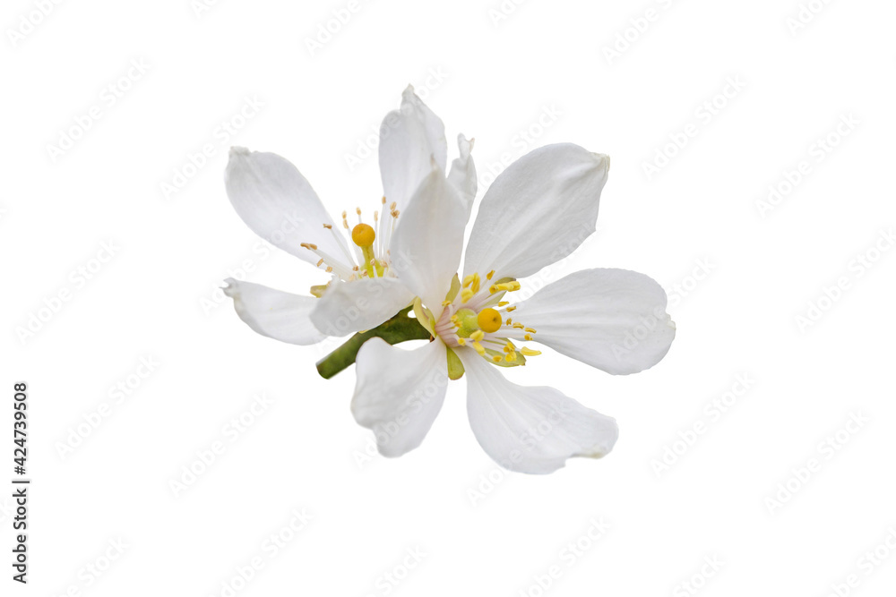 Citrus white flowers isolated on white