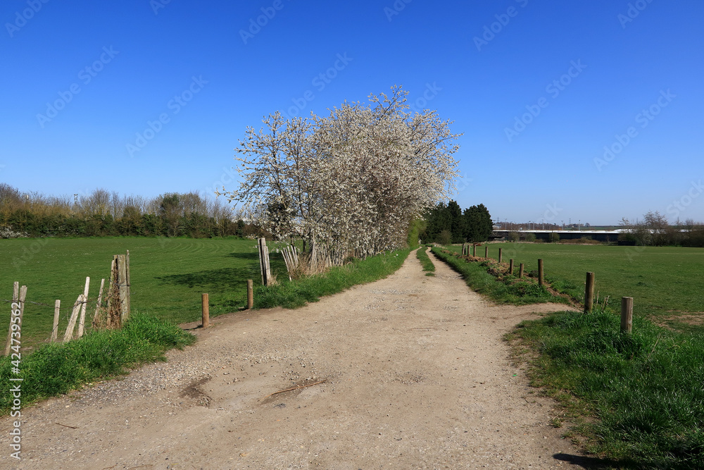 Footpath alongside Blackthorn bushes in Sittingbourne