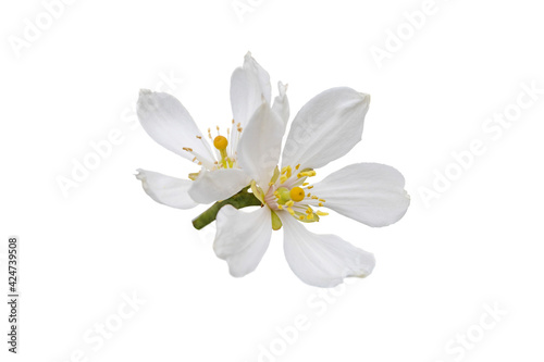 Citrus white flowers isolated on white