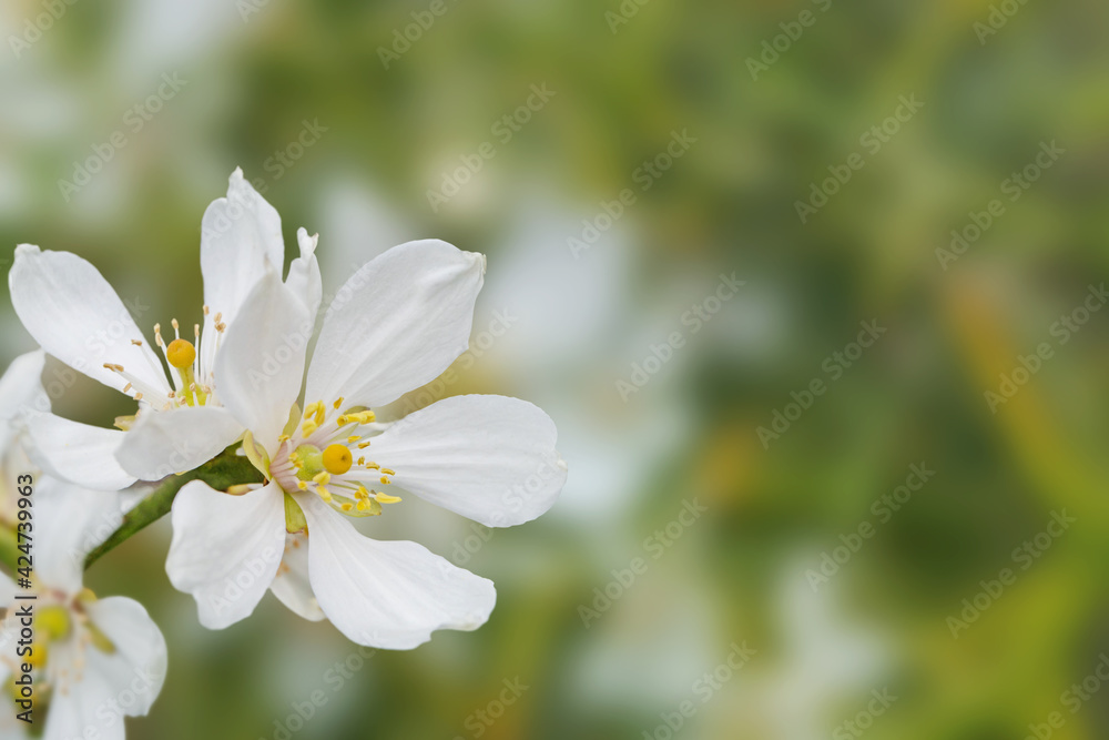 Citrus white flowers spring background Citrus white flowers spring background