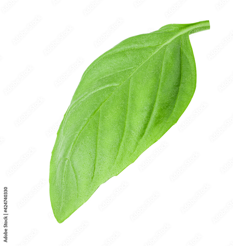 Obraz premium Fresh basil isolated on white background