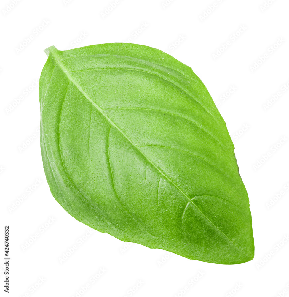 Obraz premium Fresh basil isolated on white background