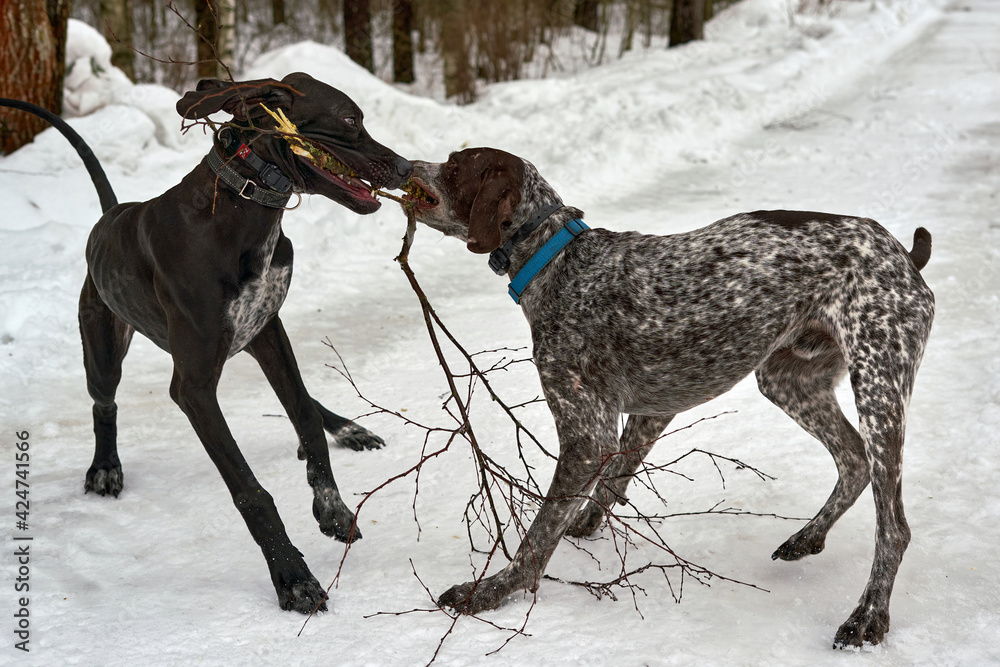 Two dogs nibble on tree branch in winter park Two dogs nibble on tree branch in winter park