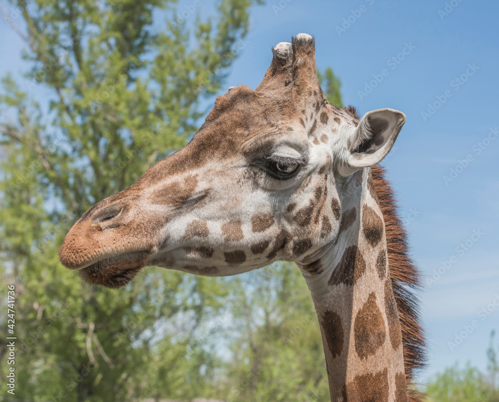 Naklejka premium Head portrait of a young giraffe