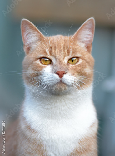 Beautiful portrait of a ginger cat