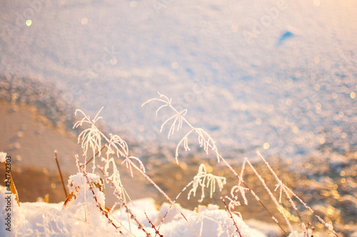 Grass and ice  winter background  wallpaper