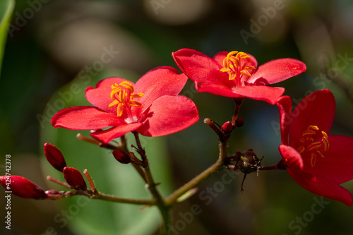 Group of Jatropha integerrima  commonly known as peregrina or spicy jatropha a vibrant red flower showing off pollen very close up macro photography in the sunshine.
