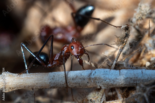 Sahara Desert Ants (Cataglyphis nodus) macrophotography busily working, United Arab Emirates. Teamwork hardwork, and resourcefulness concepts.