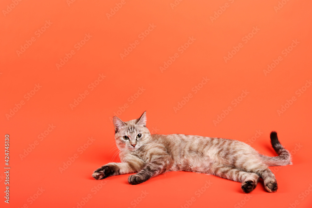 Obraz premium cat is lying on orange background with copy space