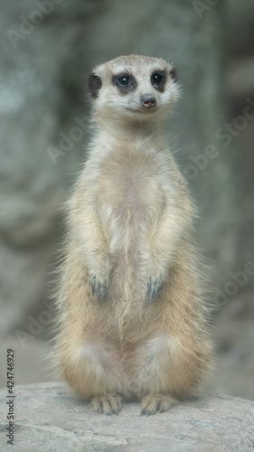 This cute meerkat looks into the distance 1