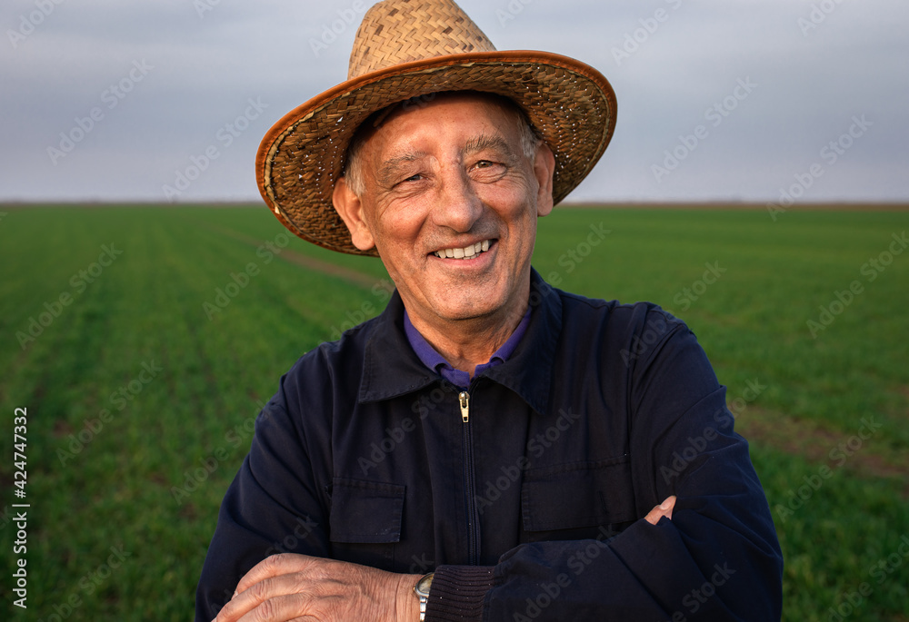 Portrait of senior farmer standing in green wheat field looking at camera.