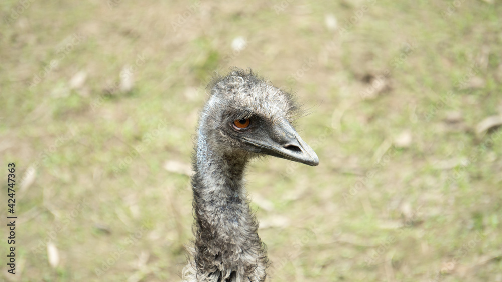 Fototapeta premium This emu looks very handsome