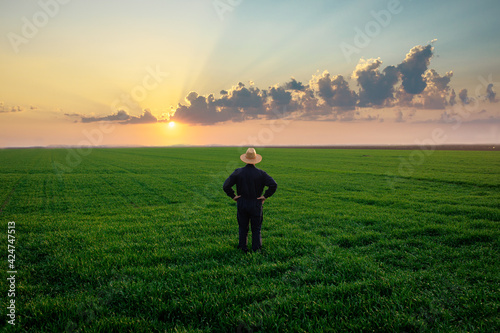 Rear view of senior farmer standing in green wheat field examining crop at sunset.