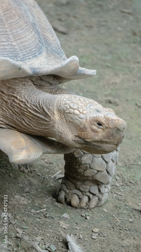 This giant tortoise walks hard