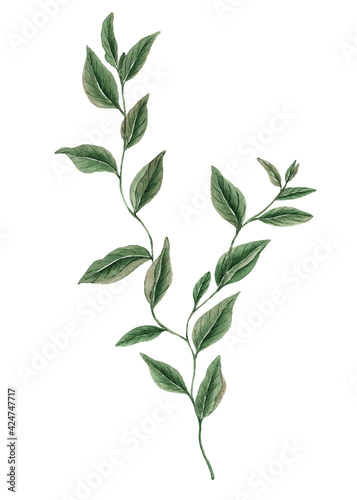 Liana branch with leaves painted watercolor on white background