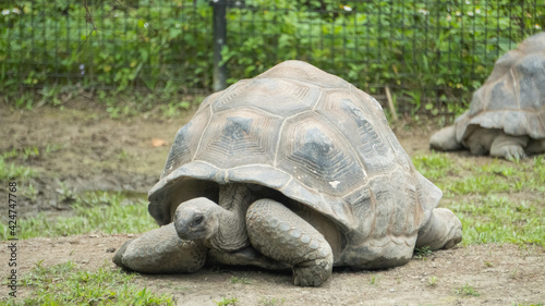 This is a giant tortoise