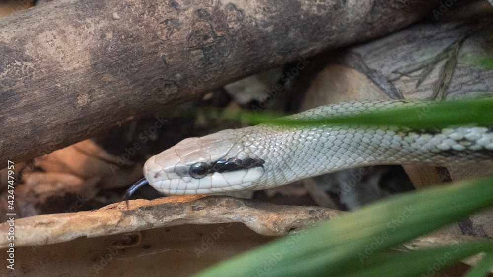 Obraz premium This snake is Snake vomits