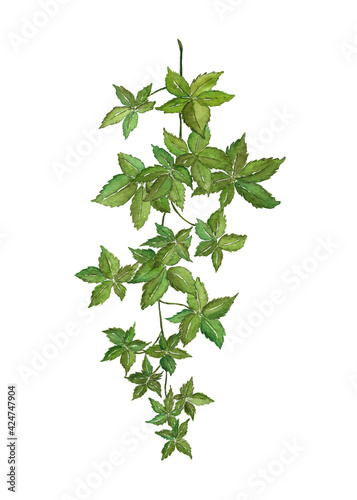 Liana branch with leaves painted watercolor on white background