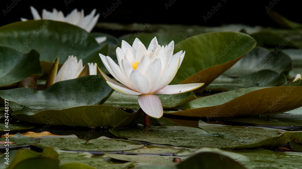A snow-white lily in a home pond, against the background of its large green leaves.