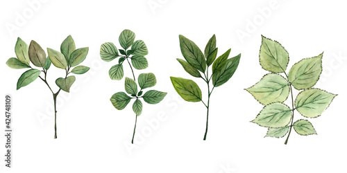 Hand drawn watercolor set of branches with green leaves. Watercolor botanical illustration isolated. Watercolor floral illustration set.